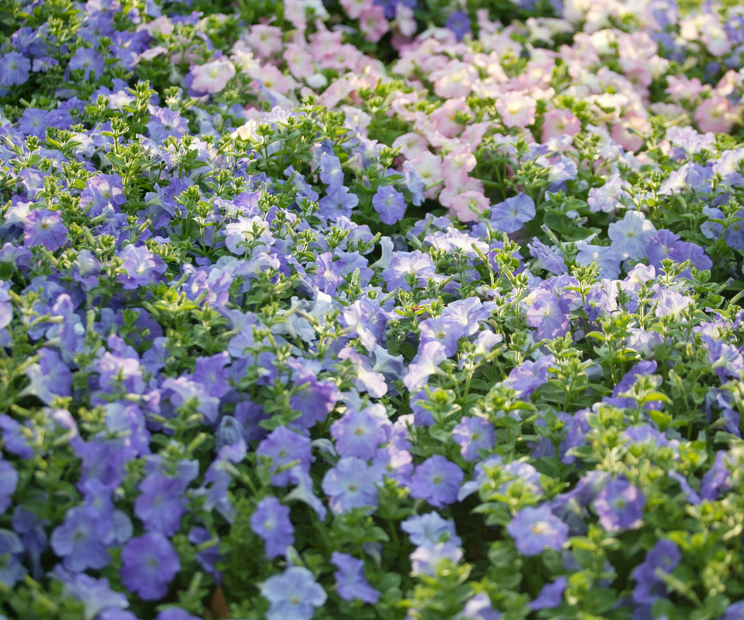 Eight steps to fabulous flowerbeds all year round