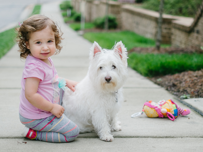 Best dogs for babies