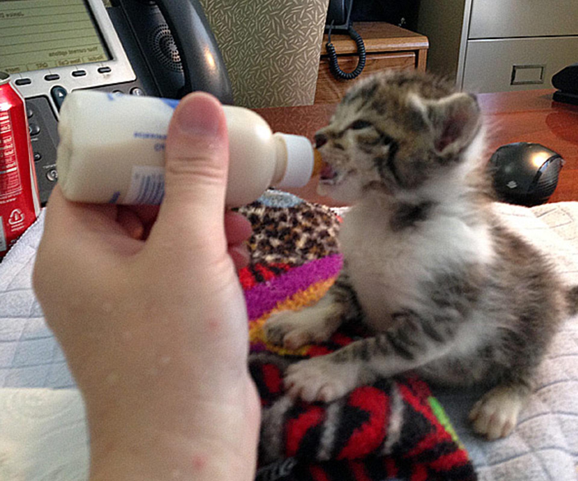 These Kitty Burritos are the absolute cutest