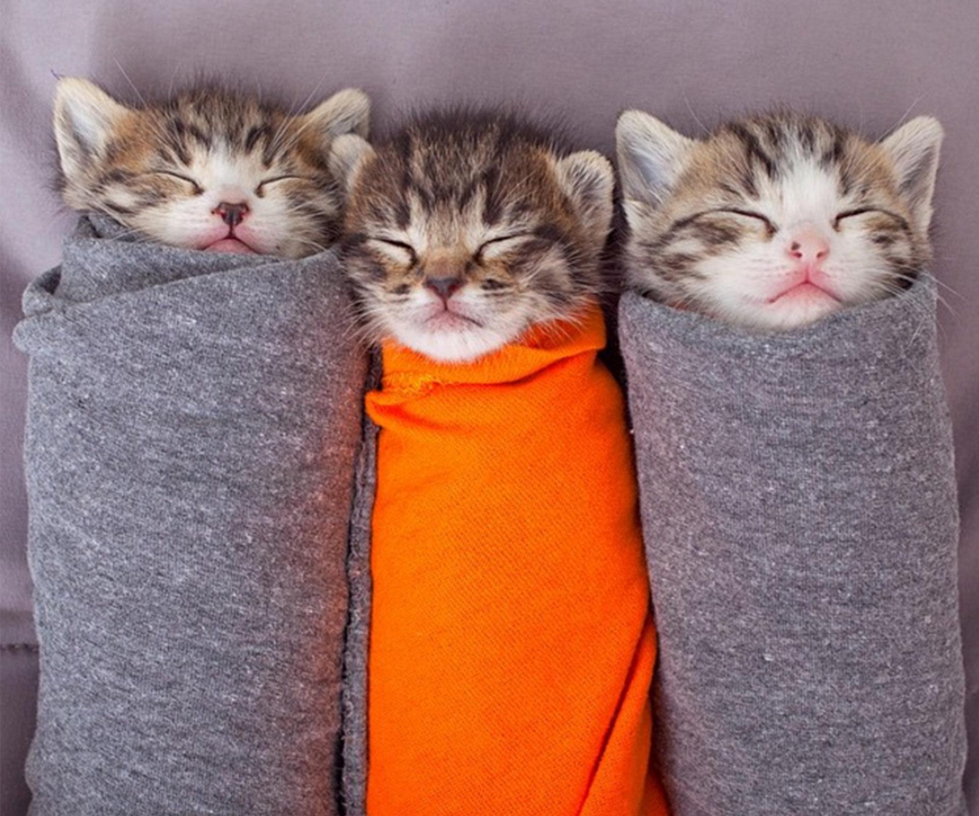 These Kitty Burritos are the absolute cutest