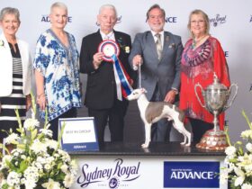 Prize pooches and fancy felines become stars at the Sydney Royal Easter Show