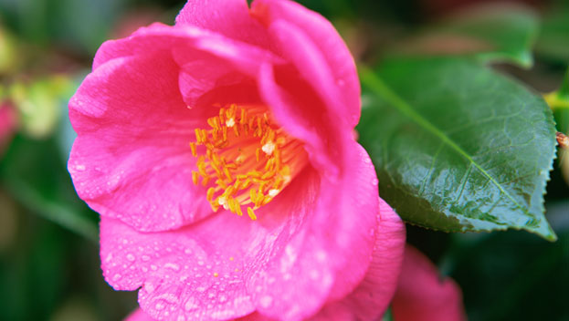 Camellias: The queen of winter flowers