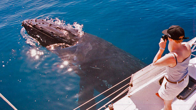 humpback whale watching