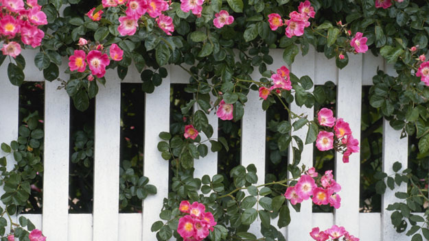 Transform your fence from dull to dazzling