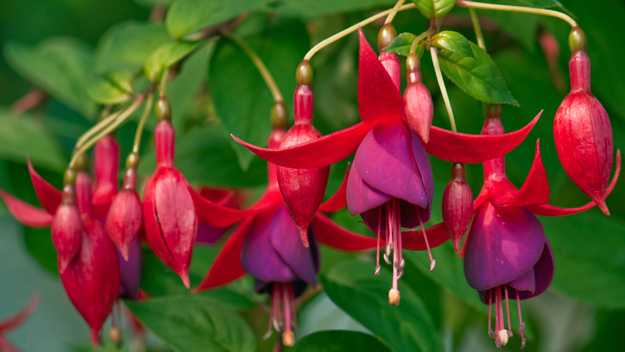 The problem with fuchsias