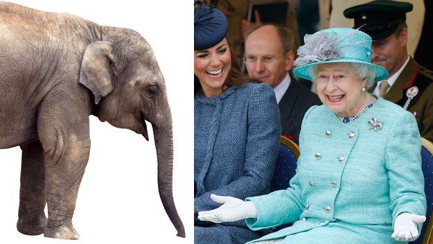 Gift fit for a queen? An elephant, apparently
