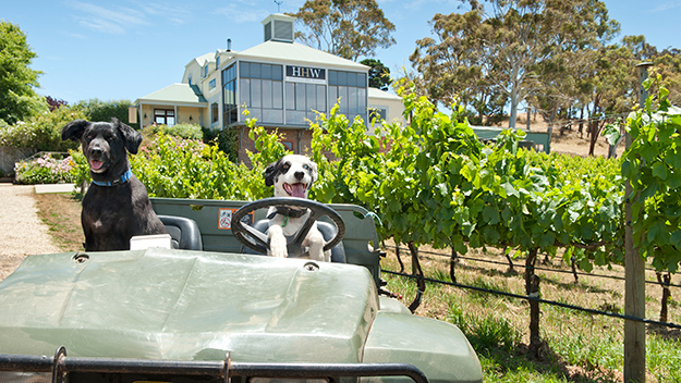 Dogs riding tractor, dogs driving car