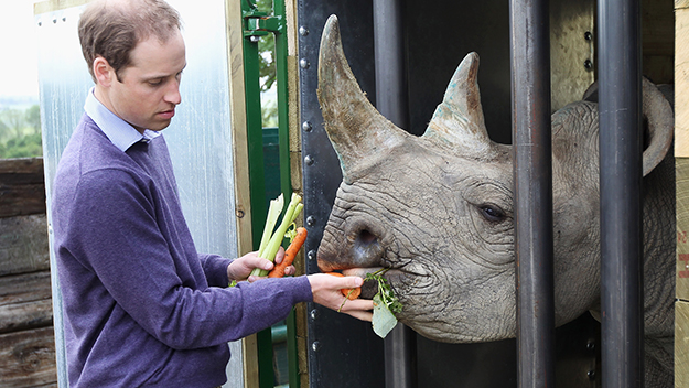 Prince William feeding a black rhino