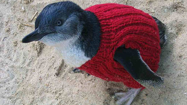 Knitters wanted for penguin pullovers
