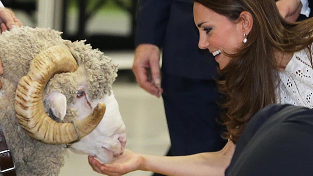 Kate Middleton feeding a ram at the easter show