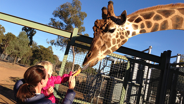 girl feeding giraffe at zoo