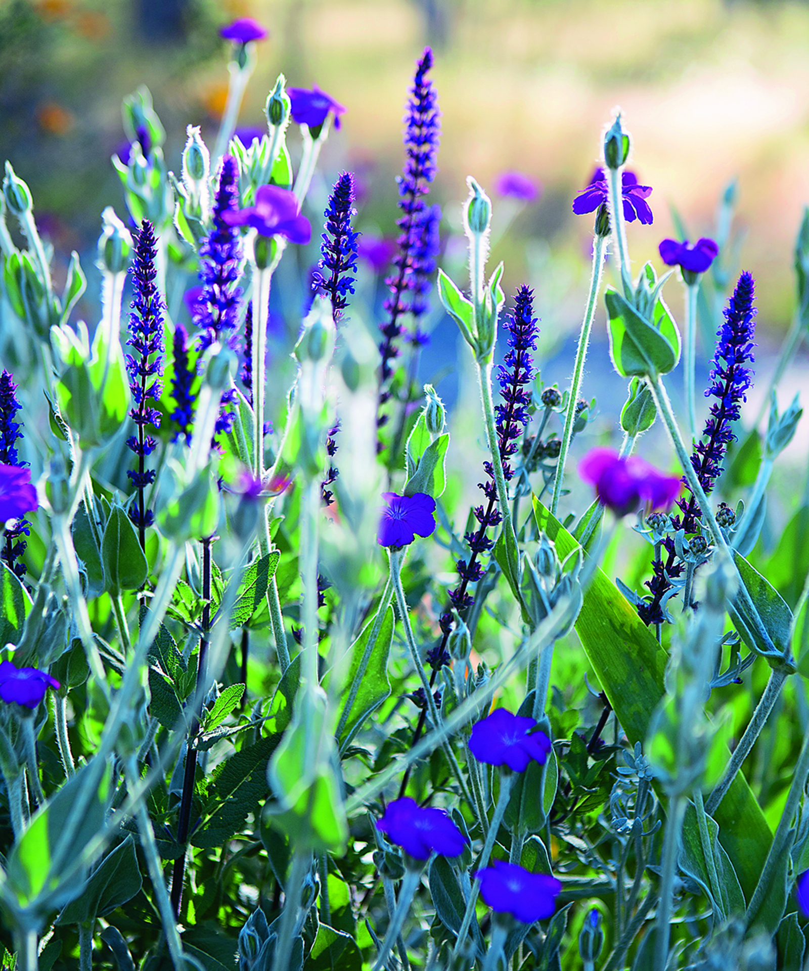 Jackie French’s garden tips for February