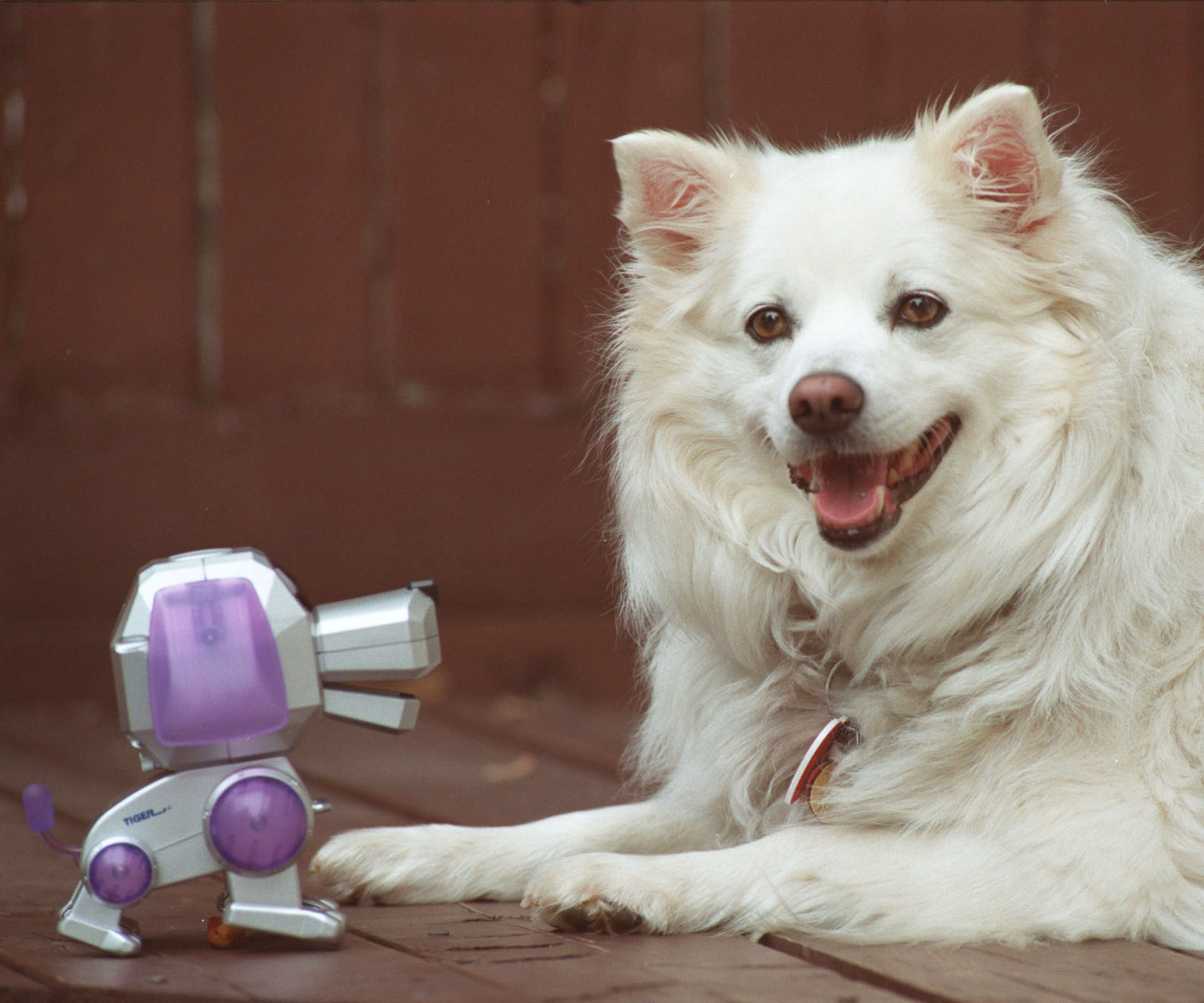 A robotic dog with its flesh-and-blood counterpart.