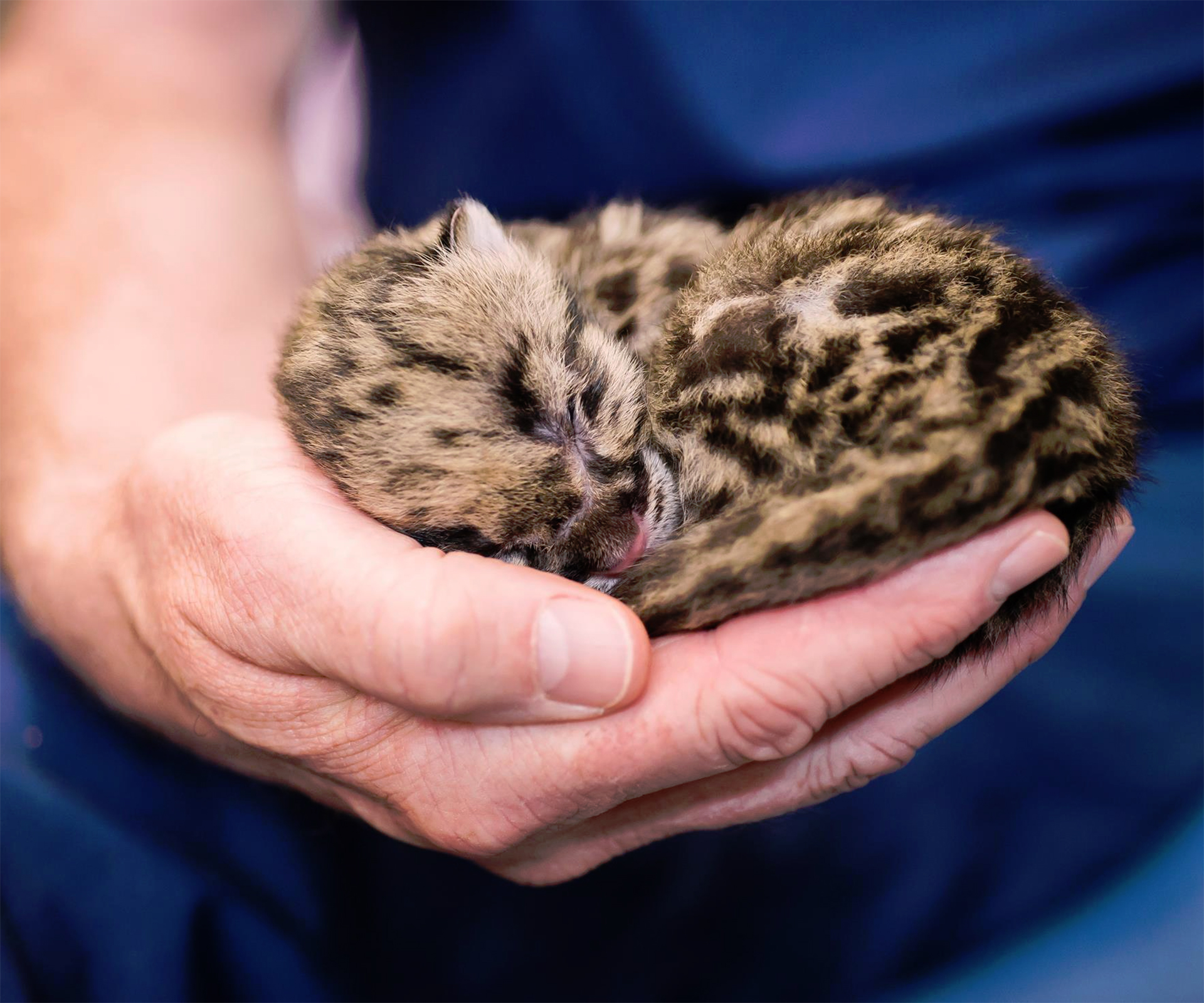 These tiny baby leopard cubs are breaking the internet