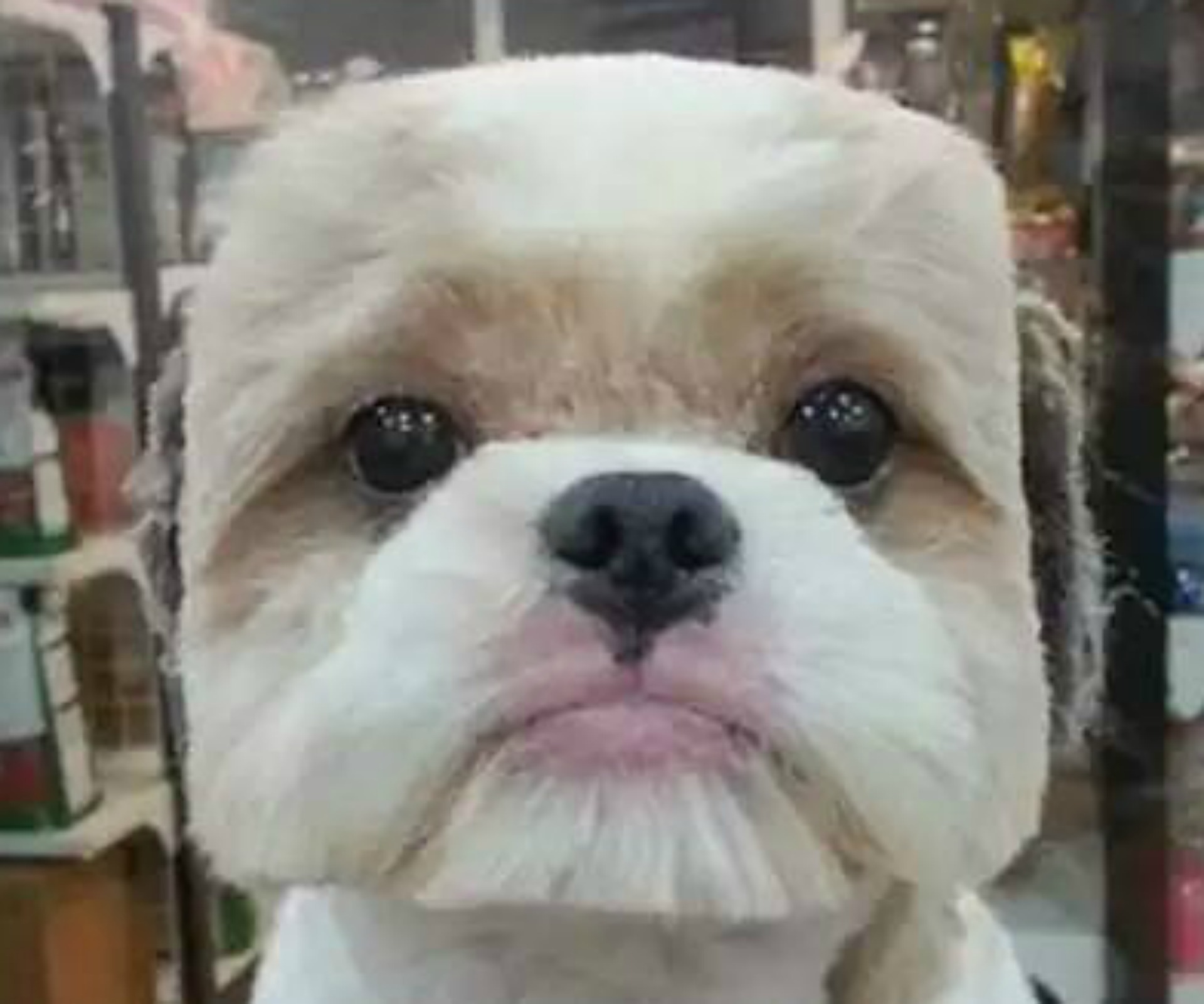Cute or creepy? Pet owners are shaving puppy faces into cubes