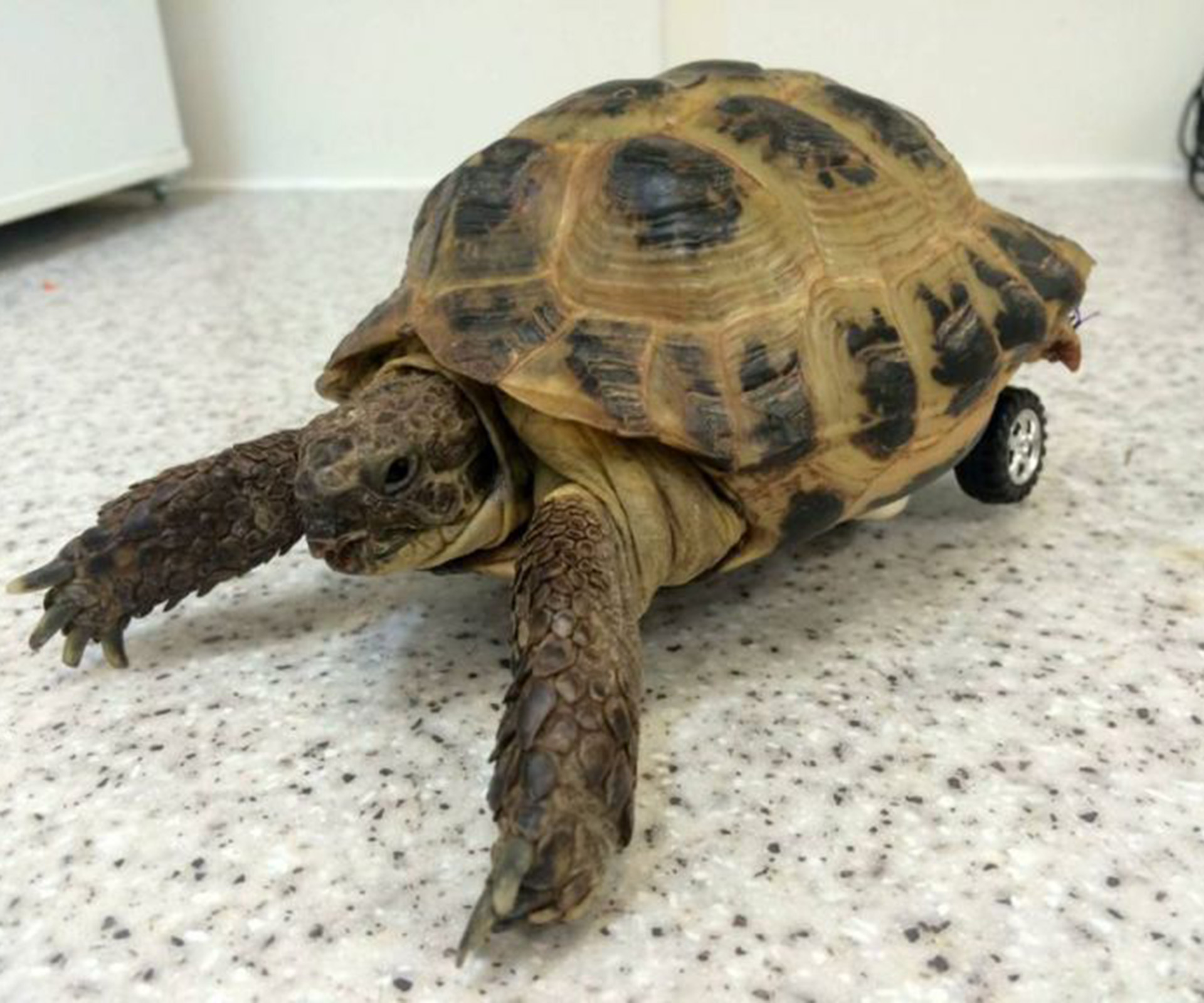 Hot Wheels car fitted to three-legged tortoise
