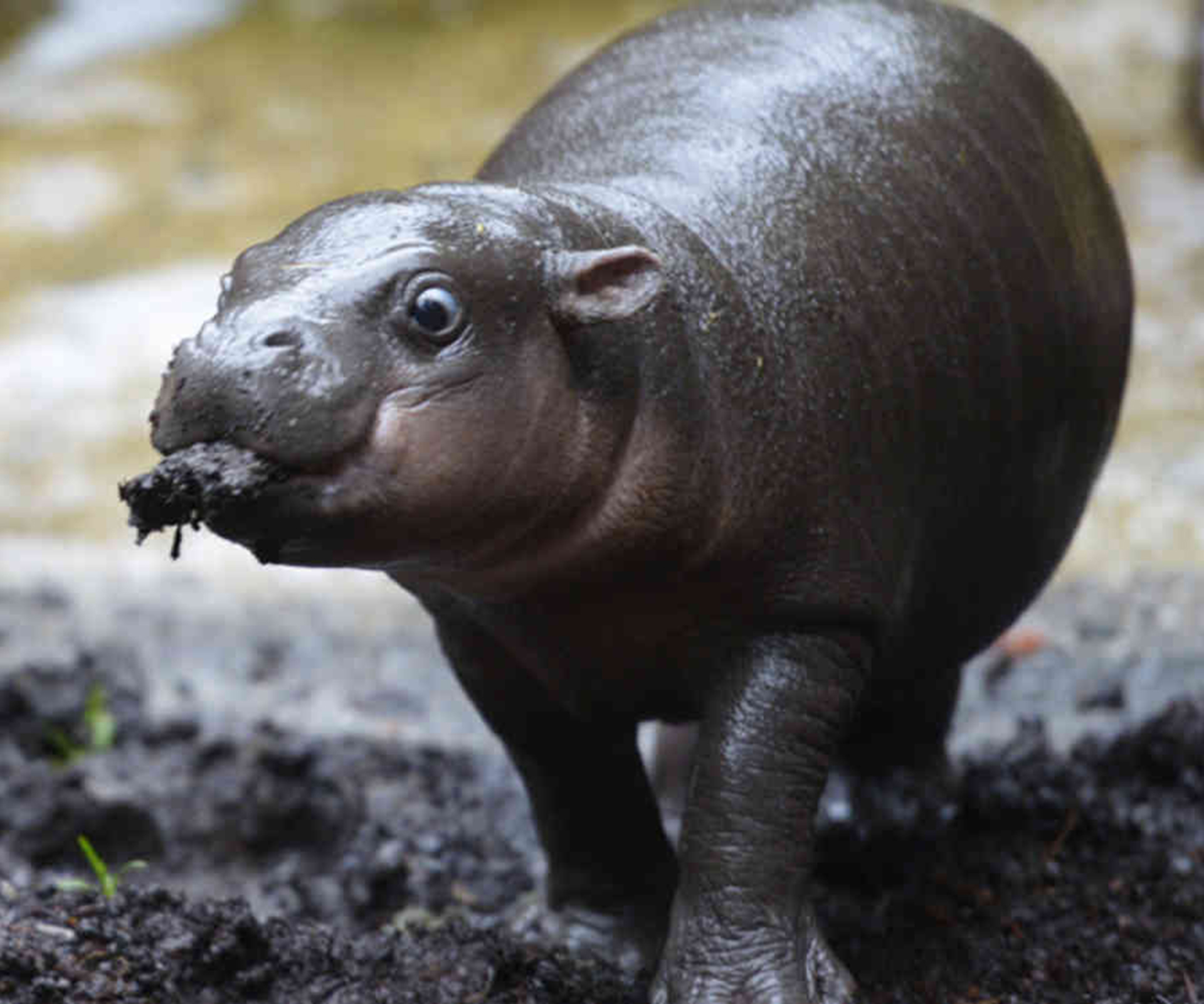 Baby hippo has first swim