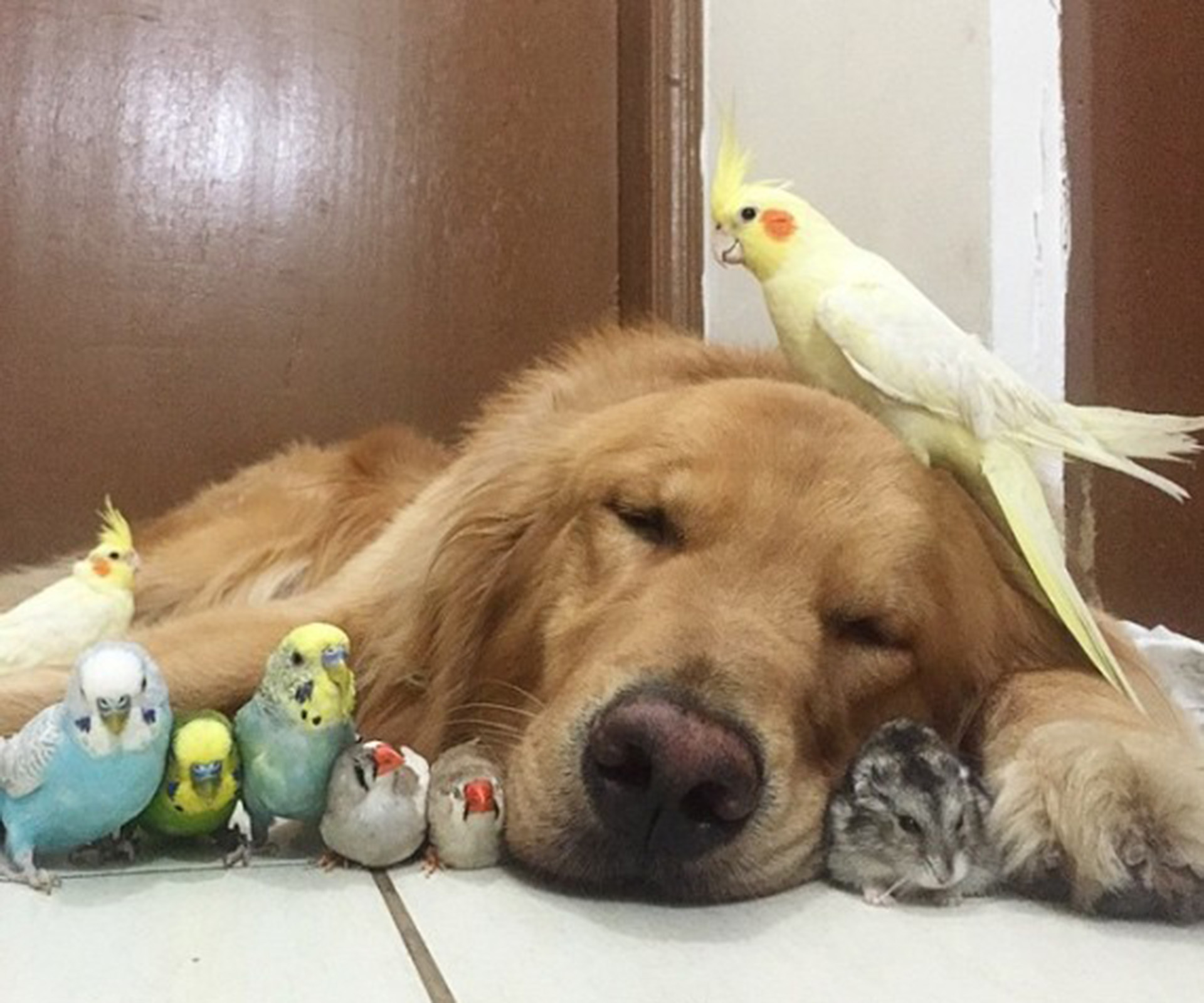 The most adorable animal friendship on the internet