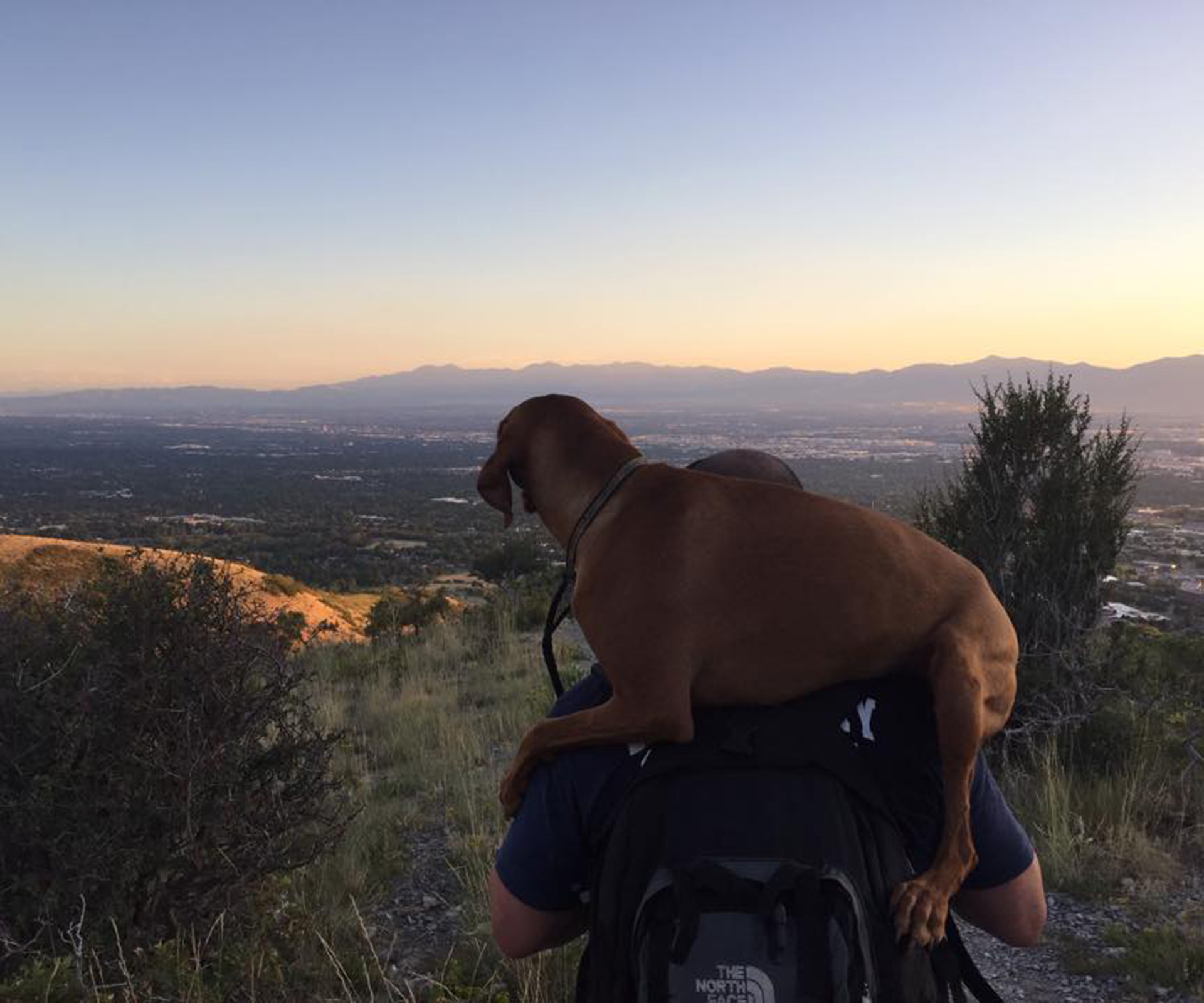 Hero firefighter carries injured dog down mountain