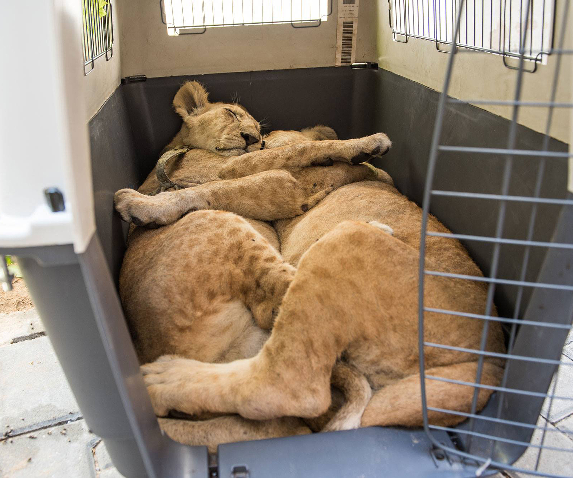 “Pet” lion cubs rescued from home in Gaza