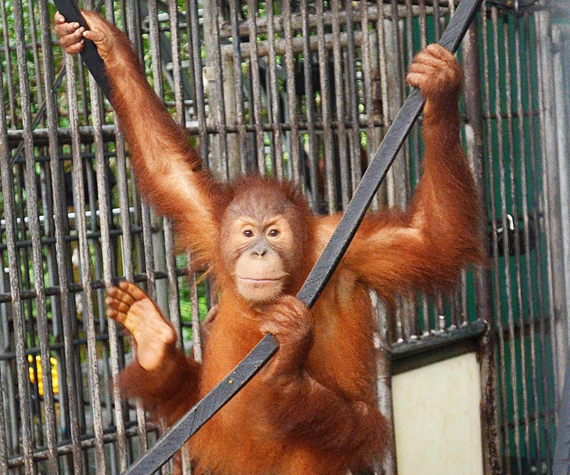 Making a break for it! Orangutan escapes Perth Zoo