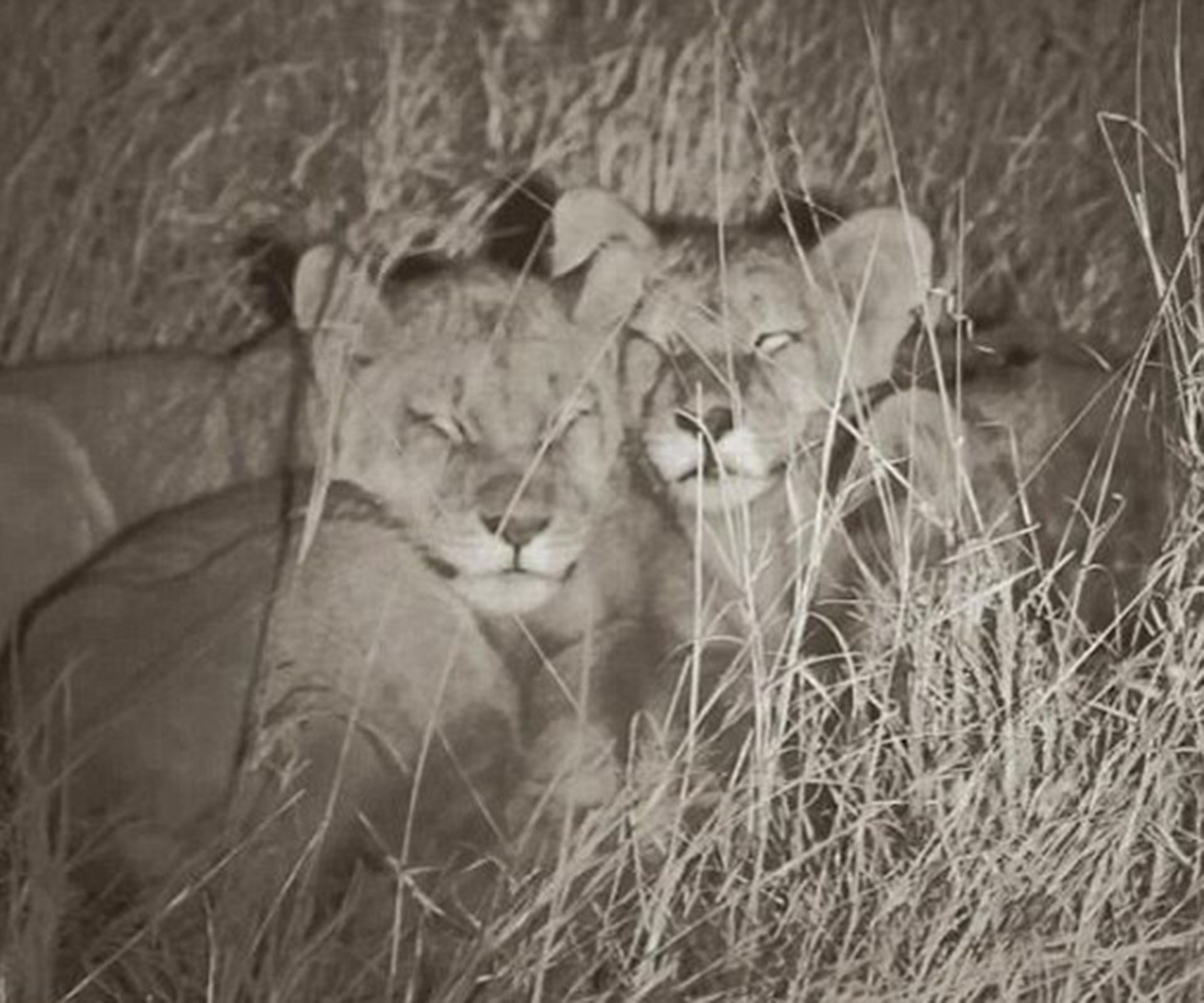 Cecil the Lion’s cubs adopted