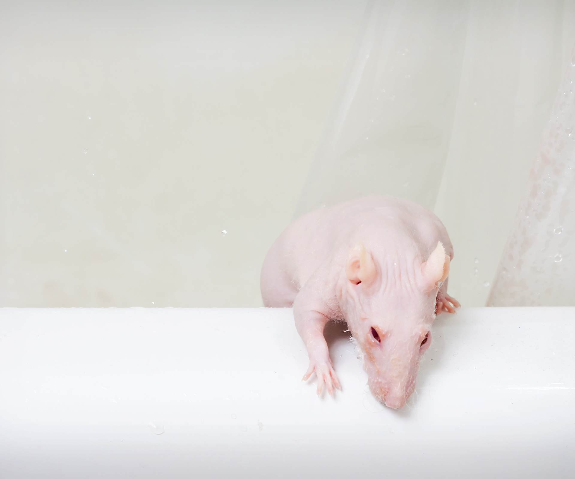 Can a rat crawl through your plumbing and end up in your toilet?
