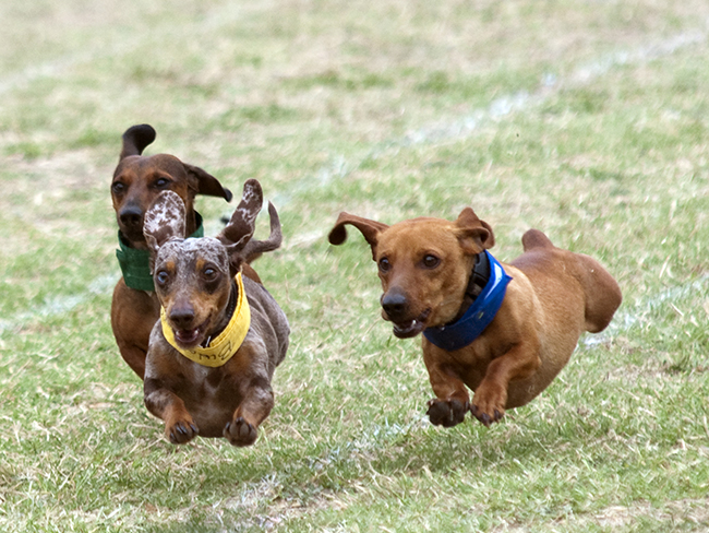 Melbourne to host a sausage dog race
