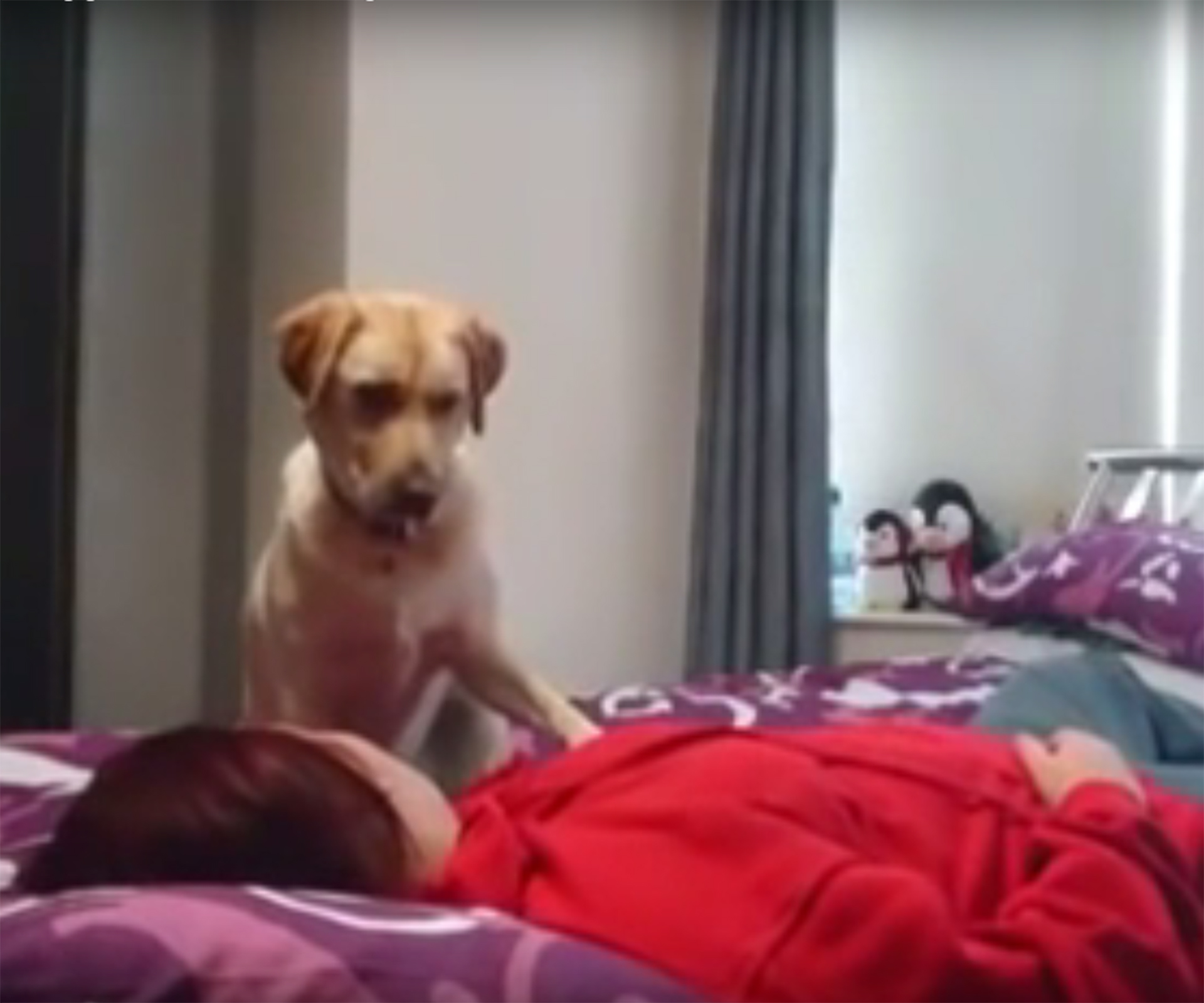 Watch this incredible dog warn her owner she’s about to have a seizure