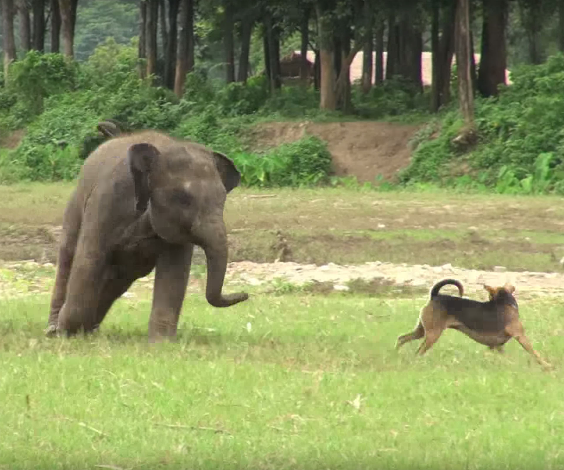 Baby elephant and dog’s sweet playdate