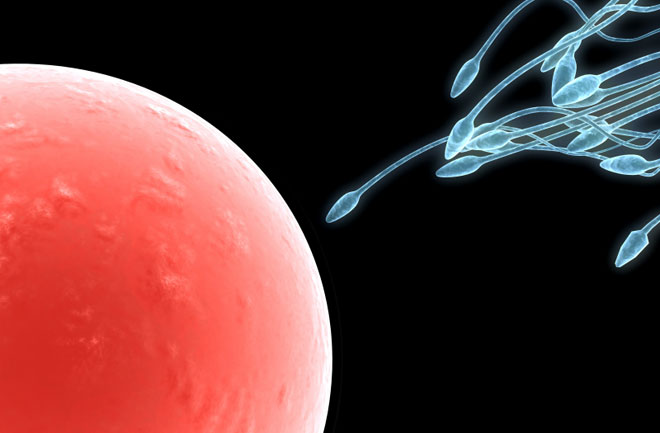 Sperm may use “harpoons” during fertilisation