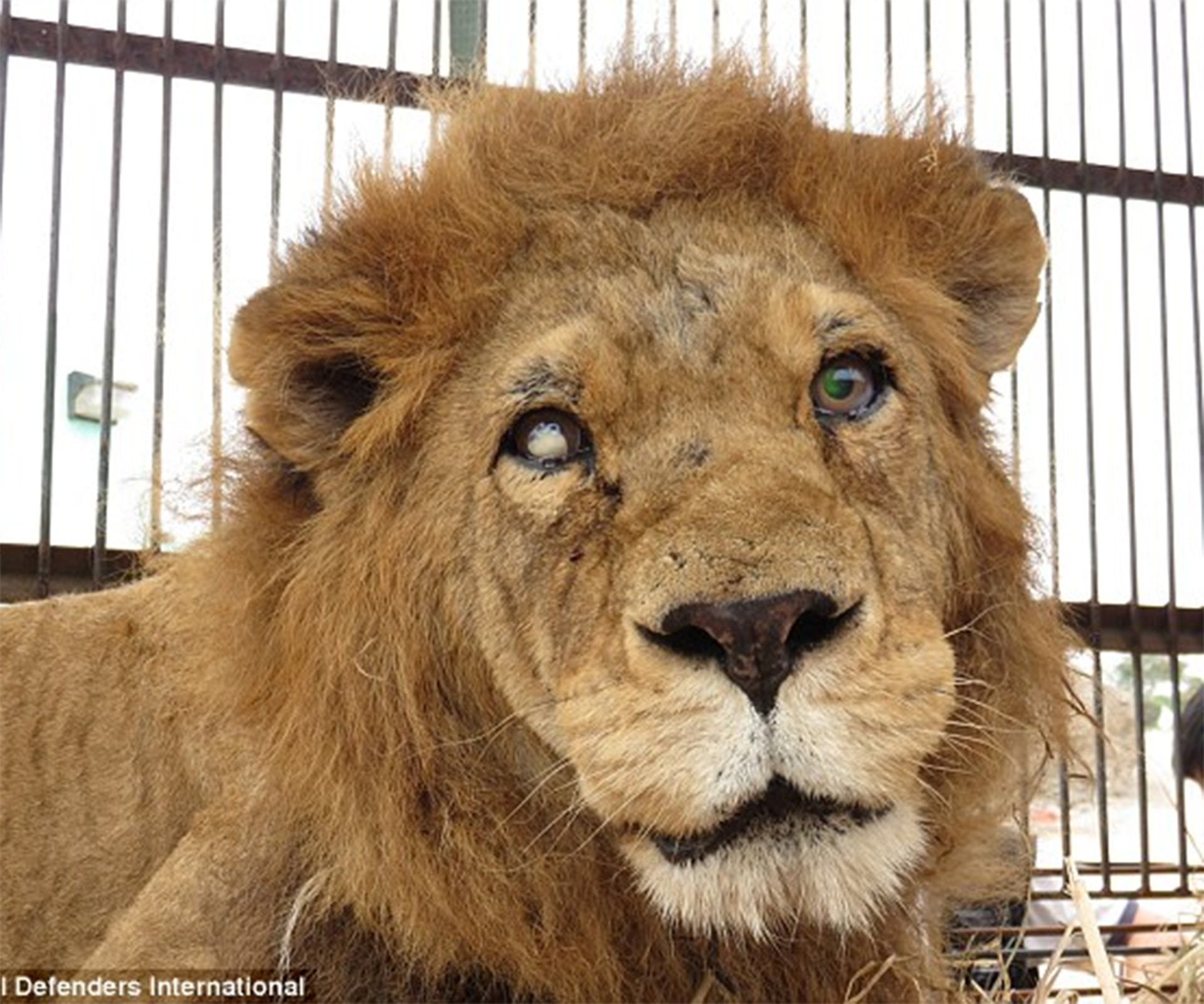 Blind lion rescued from underground circus