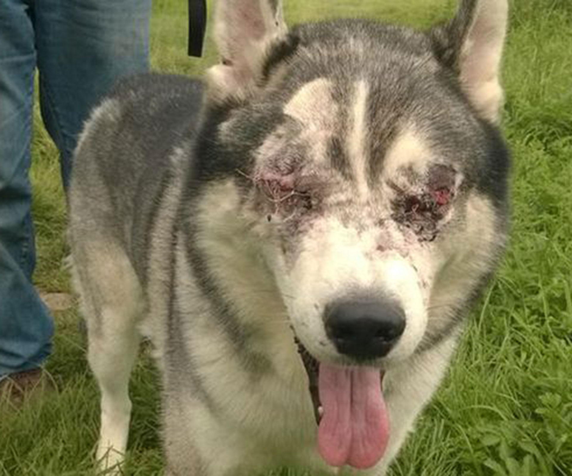 Dog loses eyes when ‘insect bites’ turn out to be something much worse