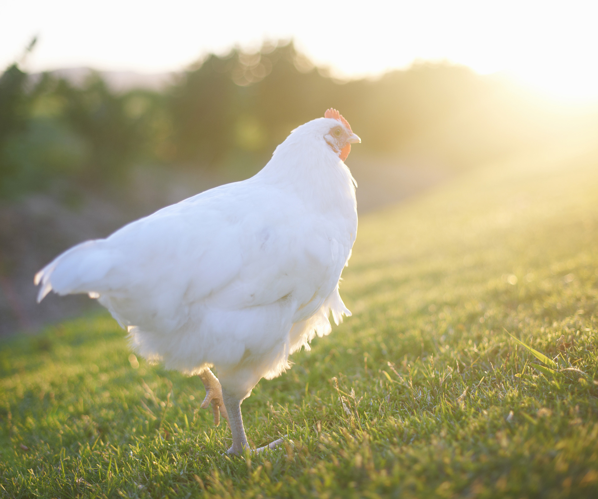 McDonald’s to switch to only cage-free eggs in US by 2025