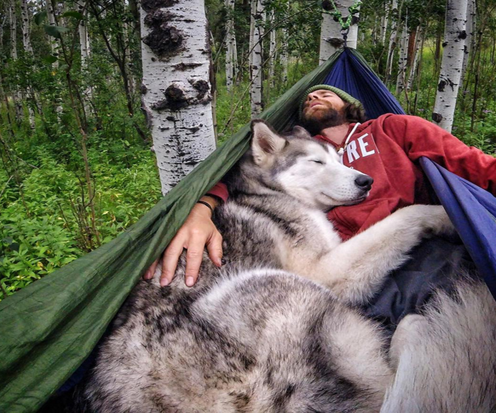 Let this wolfdog inspire your wanderlust