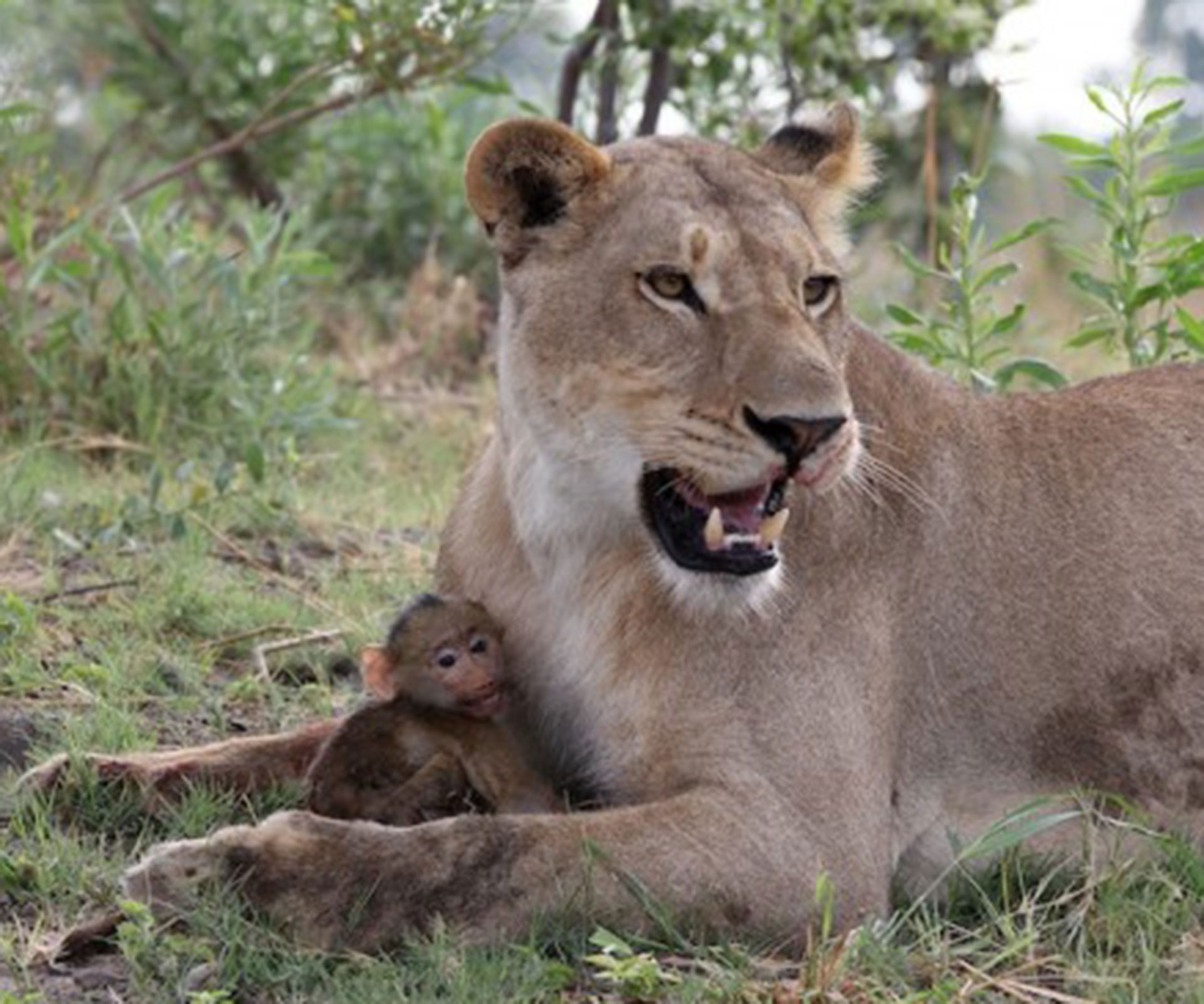 Lioness rescues orphaned baby baboon