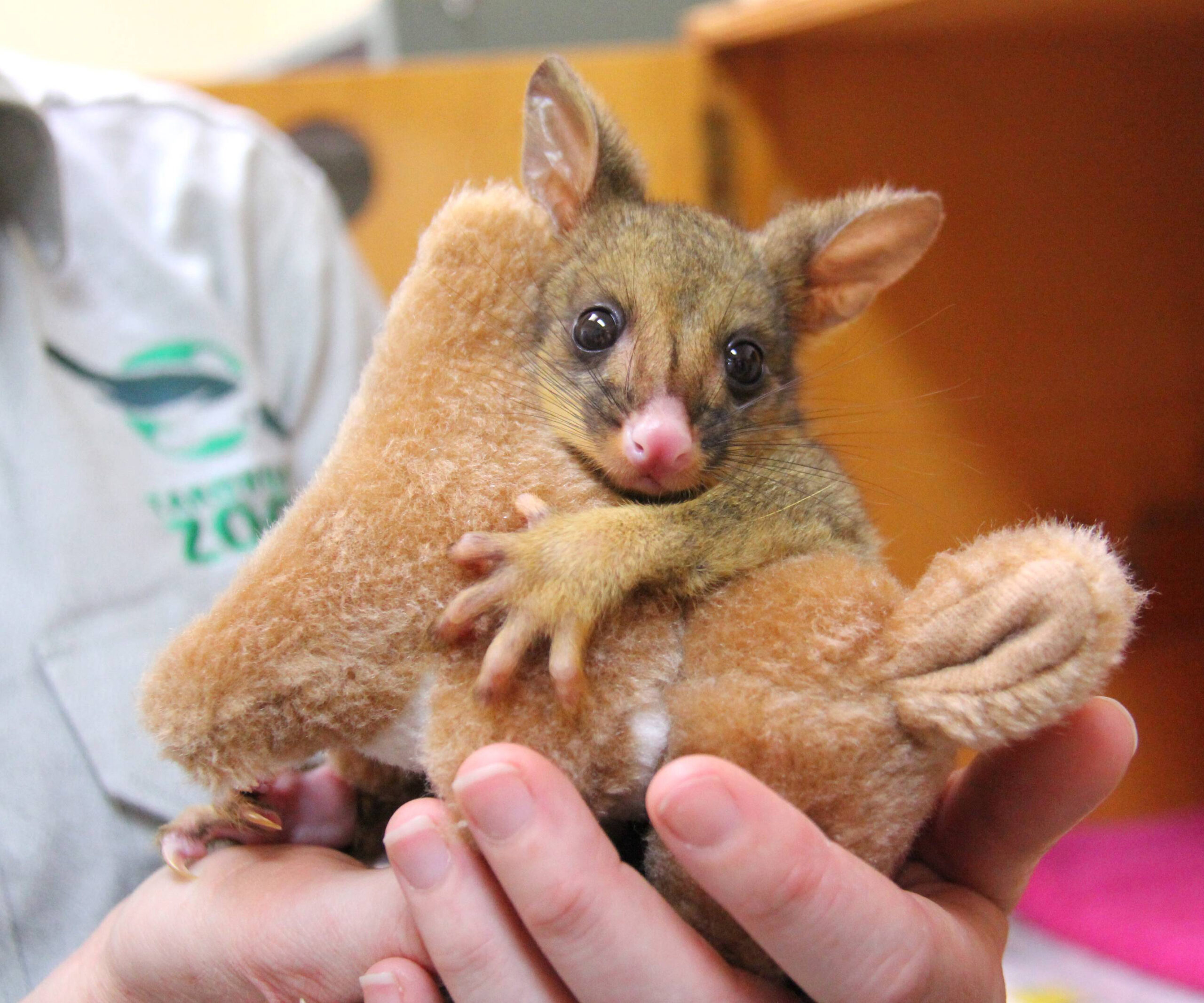 Orphaned possum loves this stuffed kangaroo