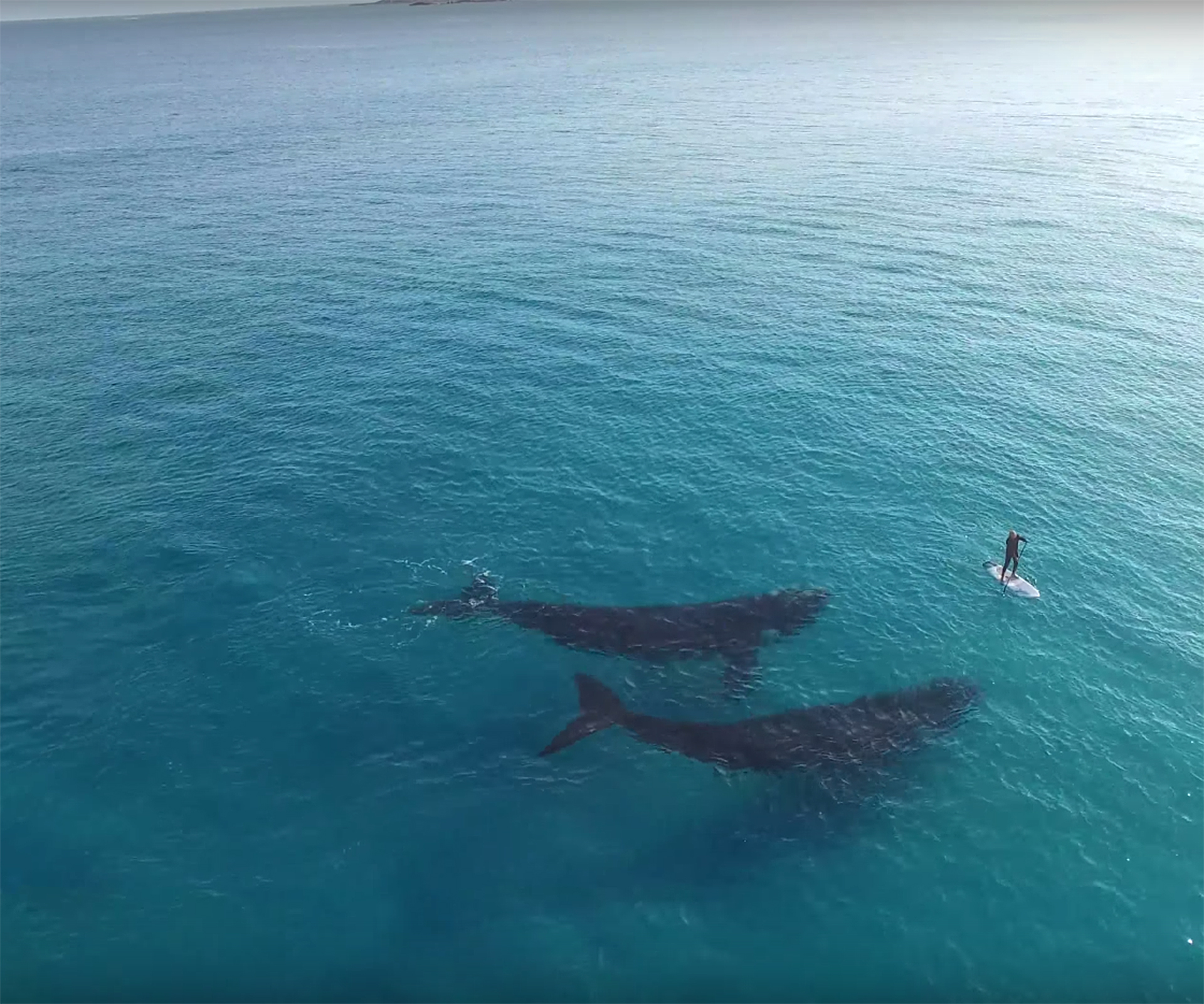 Drone captures magical moment whales swim up to paddle boarder
