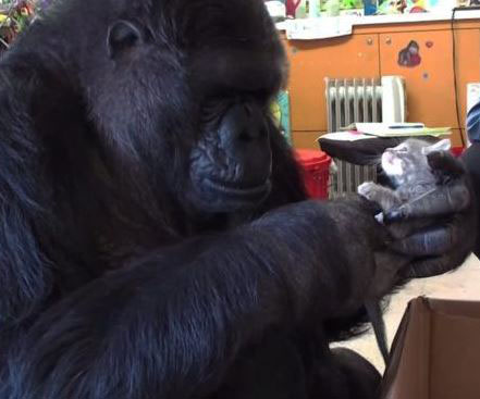 Koko the gorilla cuddles a kitten 