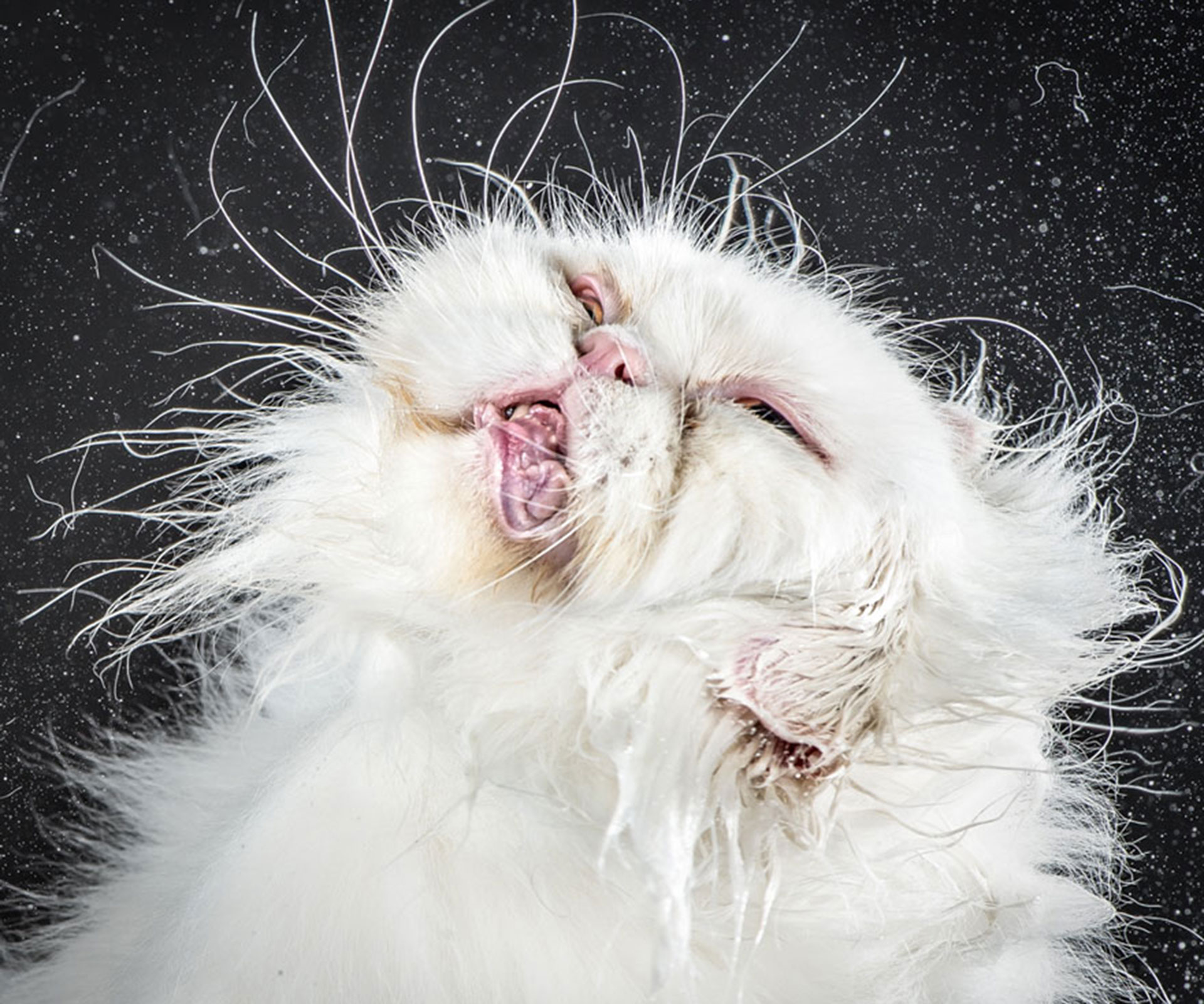 Hilarious images of cats shaking off water