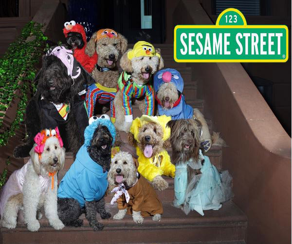 Dogs in adorable Halloween costumes
