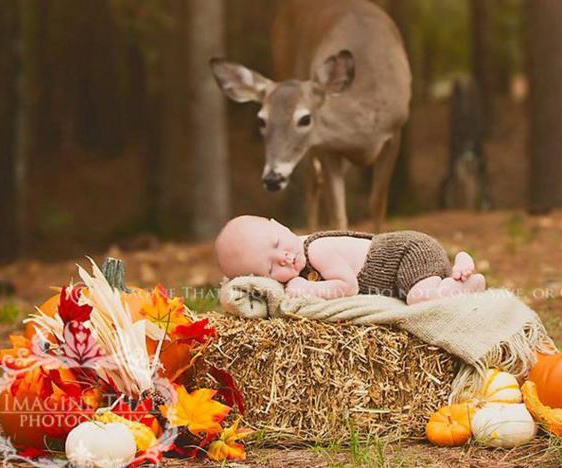 Wild deer photobombs newborn shoot