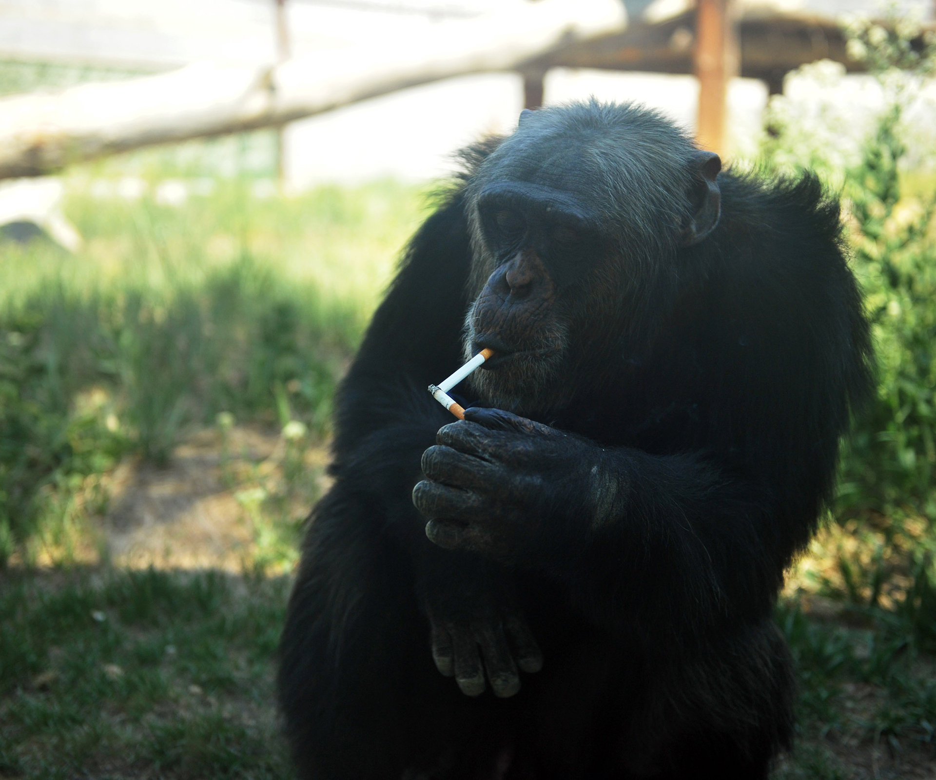 Animal rights activist sue zoo over ‘smoking chimpanzee’