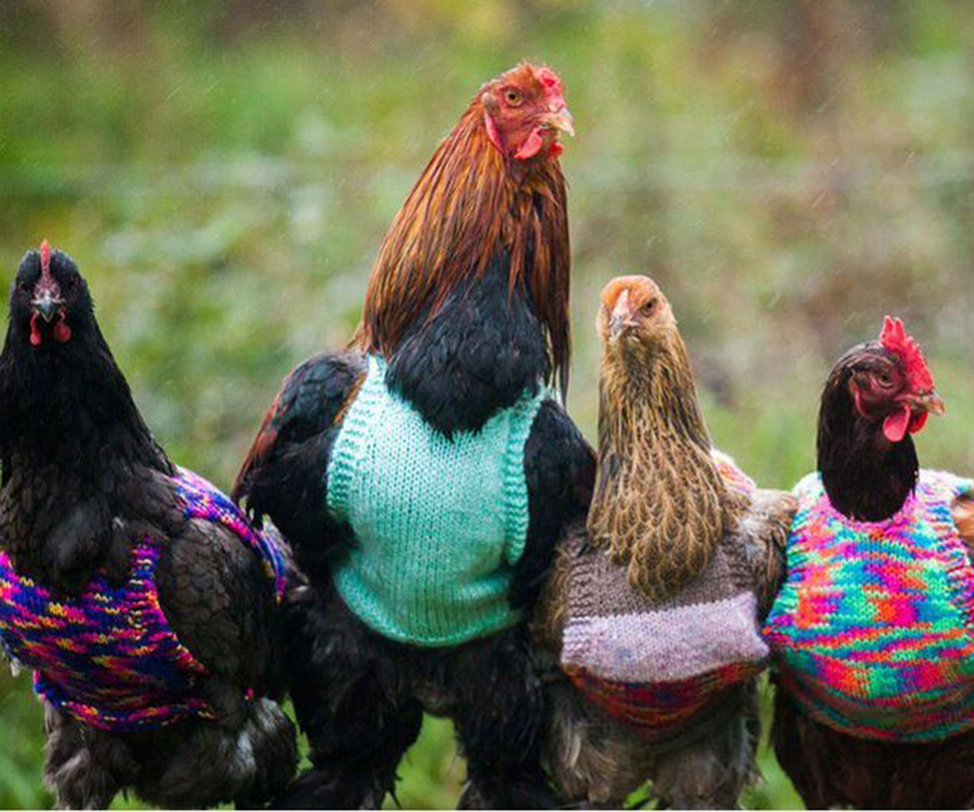 English chickens are getting tiny little jumpers for winter