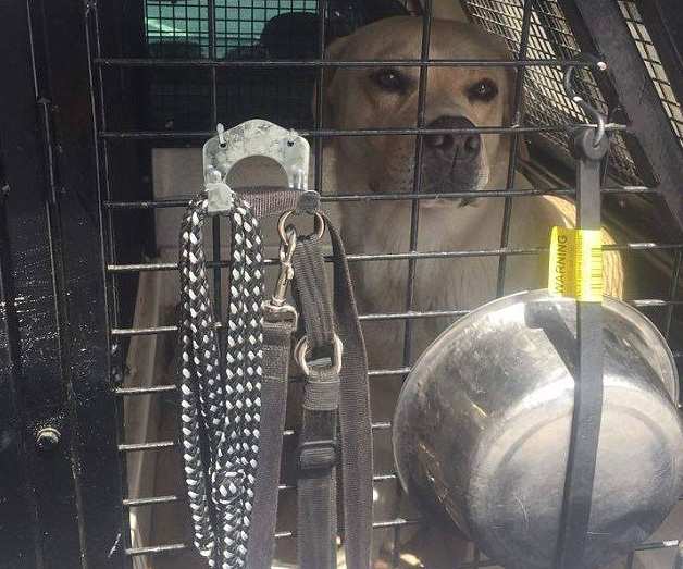 Police dogs left in hot car in NSW