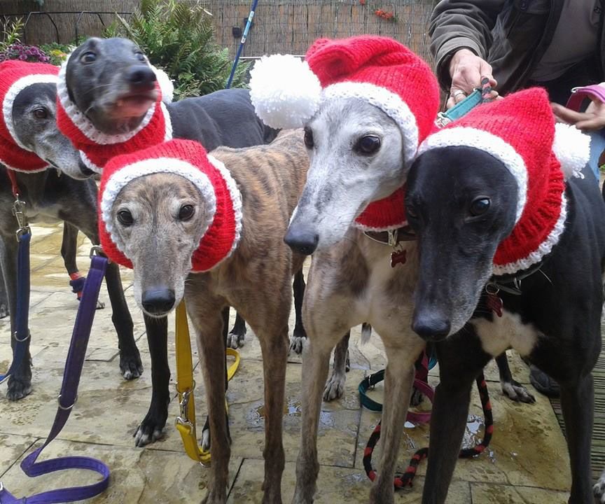 A woman is knitting Christmas jumpers for homeless greyhounds