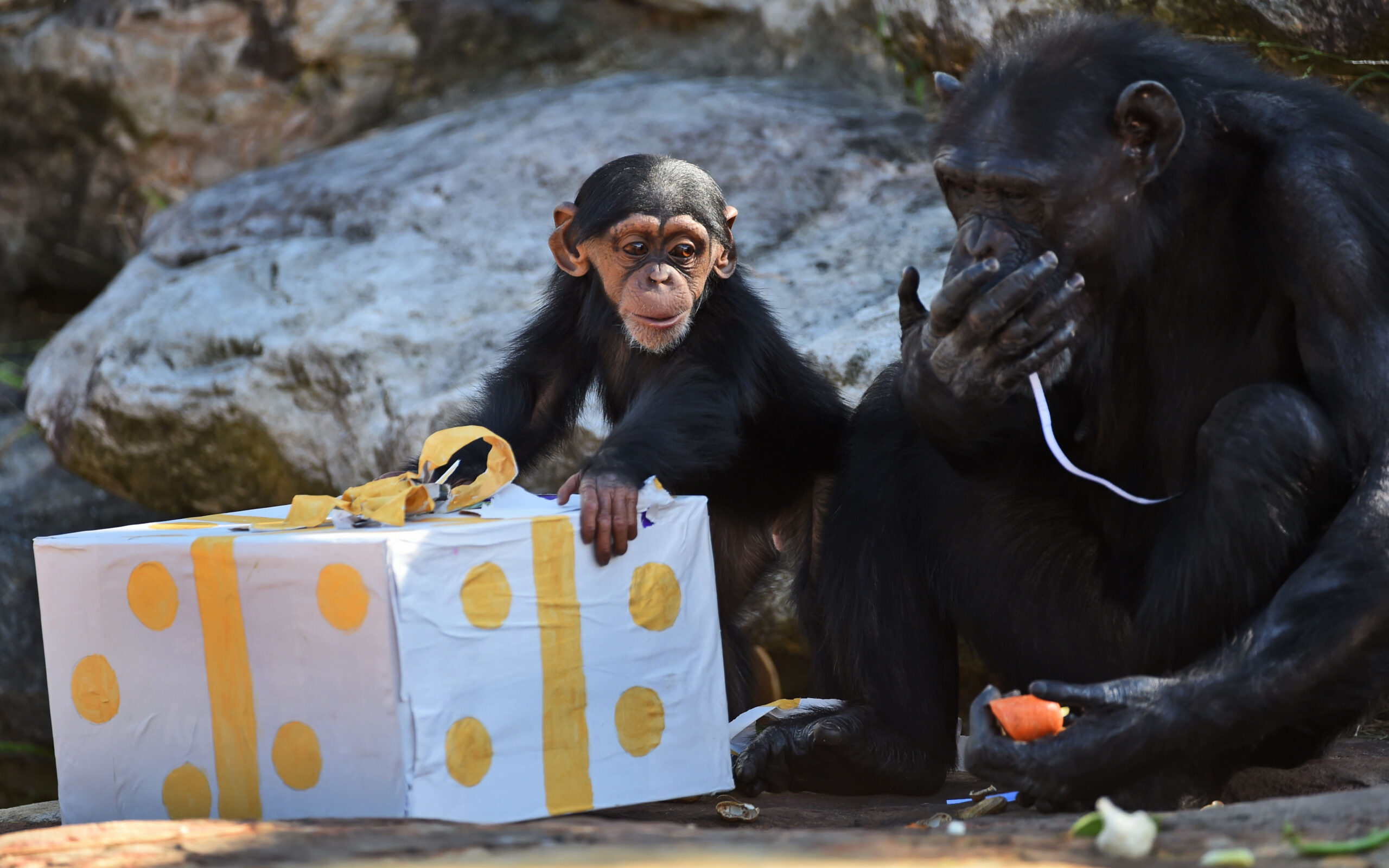 chimanzee opening christmas gifts