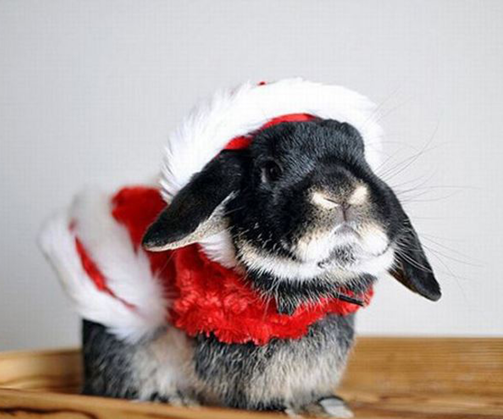 10 of the cutest animals in Christmas outfits