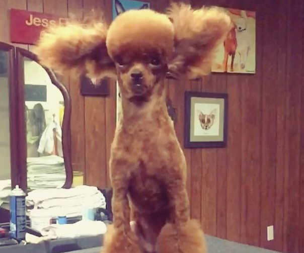 Fluffy dogs get haircuts in slow motion