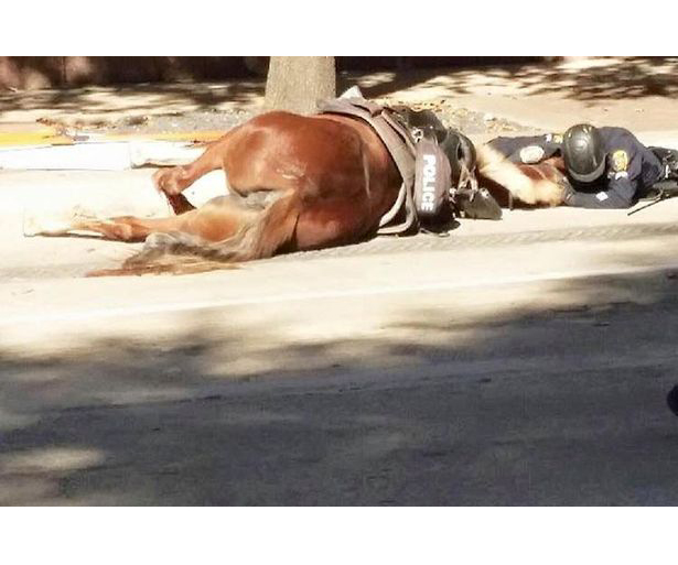 Police officer comforts dying horse after she was hit by truck